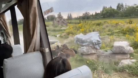 残忍！上海动物园熊吃人，亲眼目睹！新加坡也发生过类似案件！印度最惨