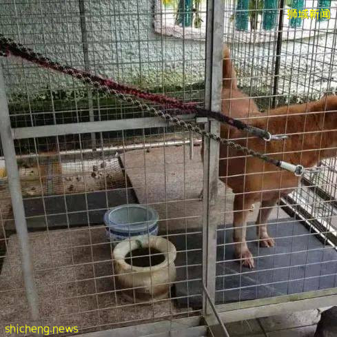 杨桃园城隍庙虐待狗？官方发文解释“我没有虐狗”