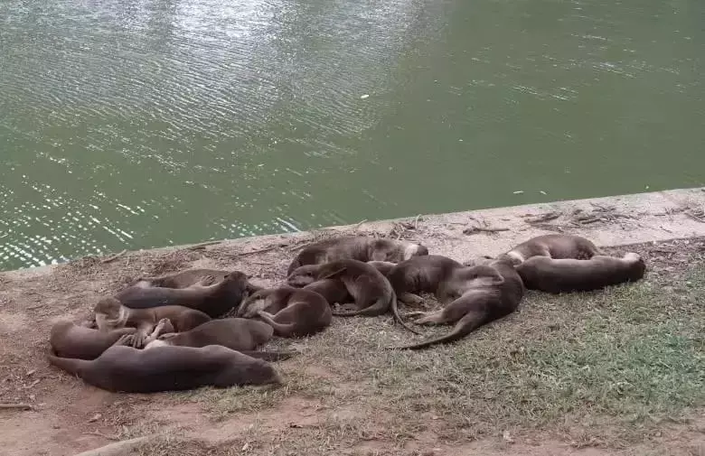 你見過熱戀中的水獺嗎