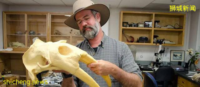 NUS研究发现 海黾历史与所生存洋流的历史紧密相连