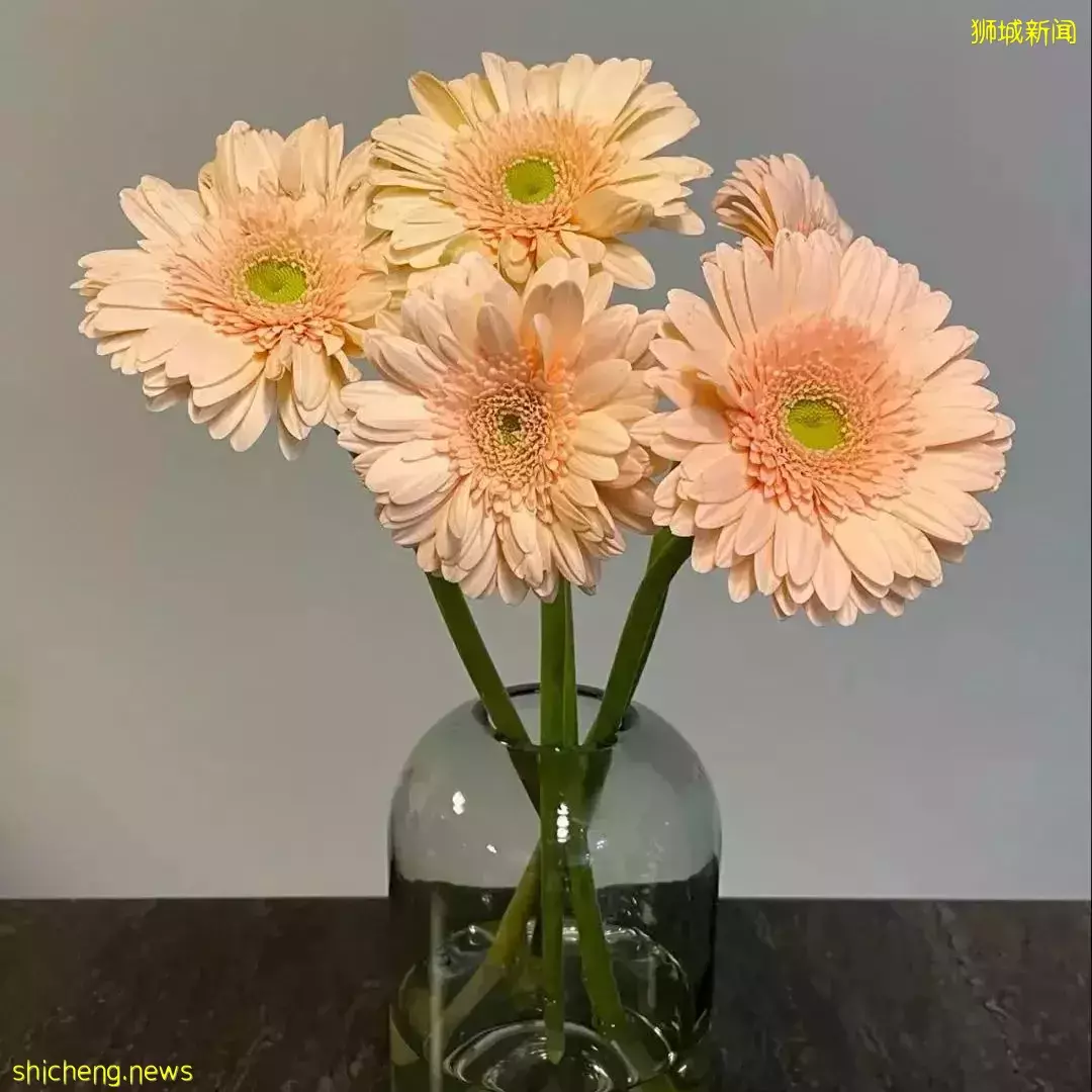 鮮花在熱帶也能養1個月？資深花友新加坡買花、養護大揭秘