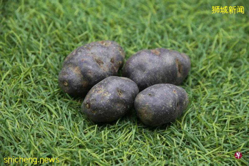 馬鈴薯種類大全!發芽的馬鈴薯真的有毒嗎