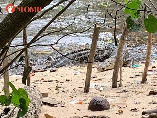 新加坡频现巨蟒和鳄鱼!“我看到蛇在路中间抱团......”