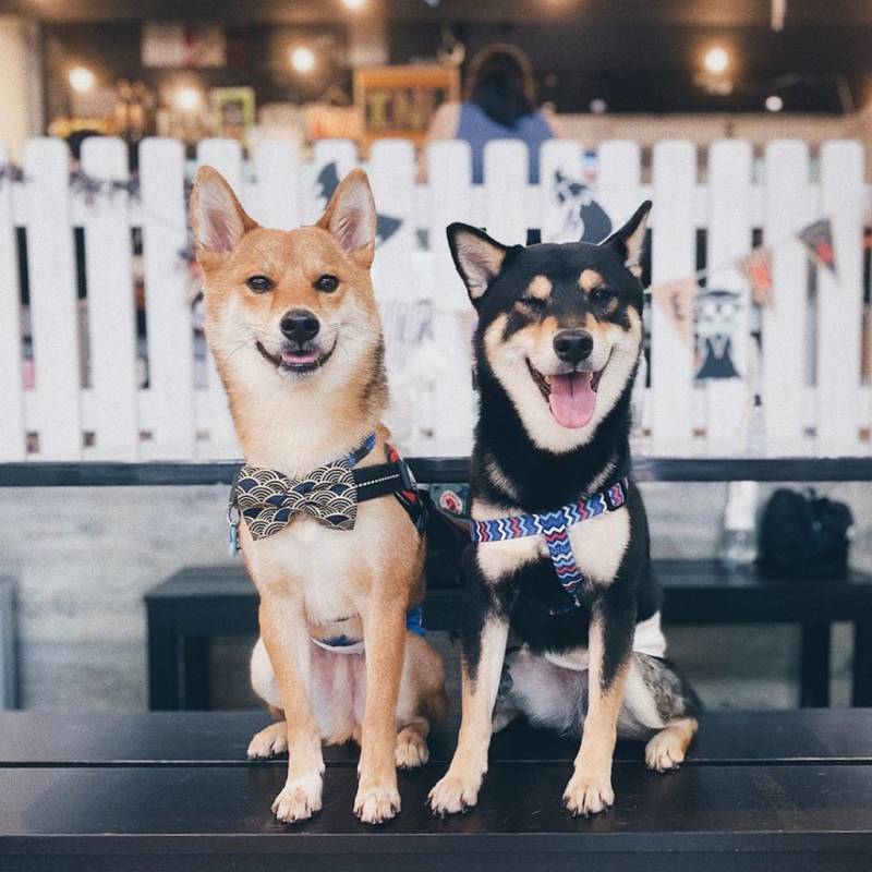 超治愈撸狗圣地 !和狗狗来一场亲密约会🐶 宠物聚集地,把这份可爱收藏起来💌