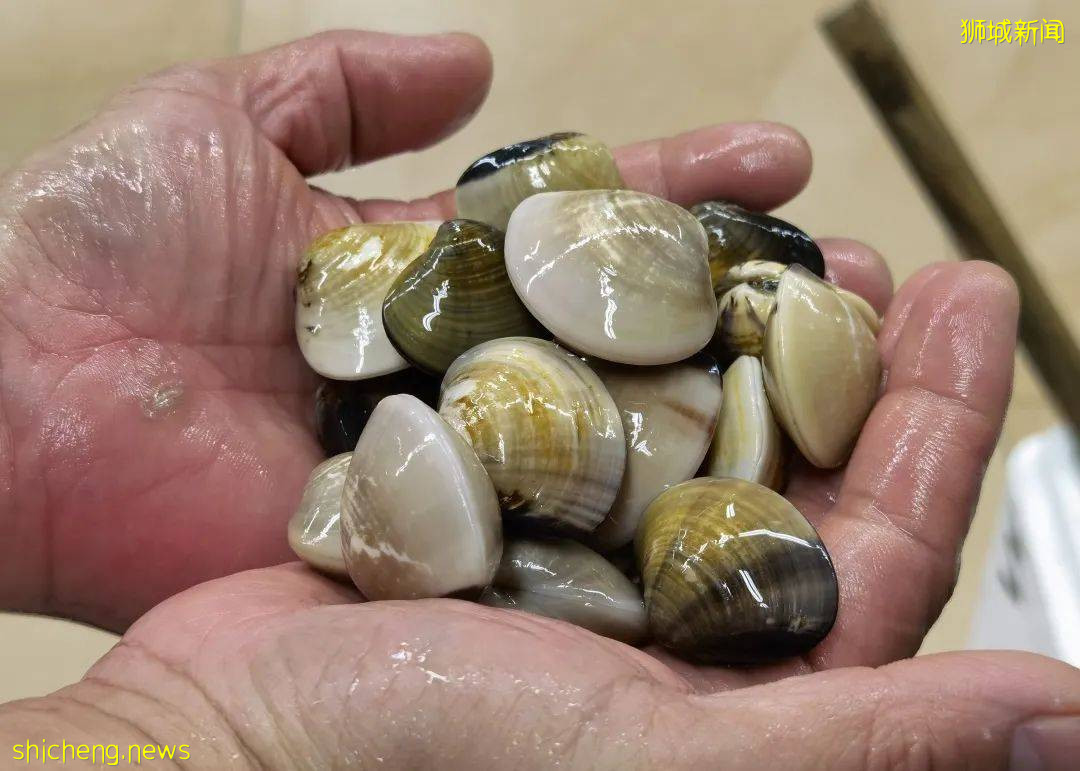 新加坡再次解封後，這家中國超市火了！80多種海鮮$2起！小龍蝦辣條包點東北大米扛回家