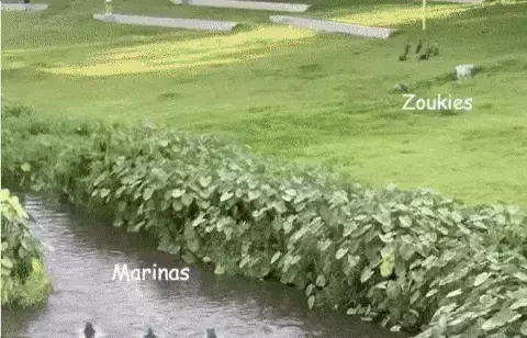 在新加坡，你見過熱戀中的水獺嗎