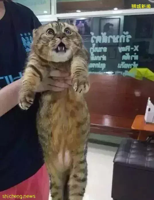 新加坡天降豪雨，大貨車在墳場淪陷？這麽巧