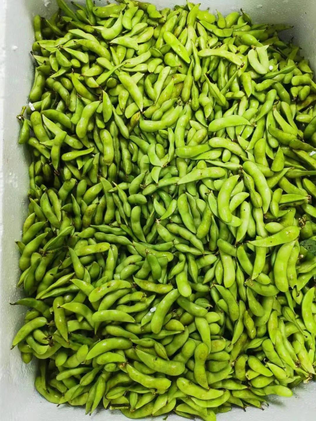 21號新貨到！！！貴妃芒，甯夏菜心，雪裏紅，新鮮百合，新鮮春筍….全國各地新鮮果蔬盡在獅城生鮮直購