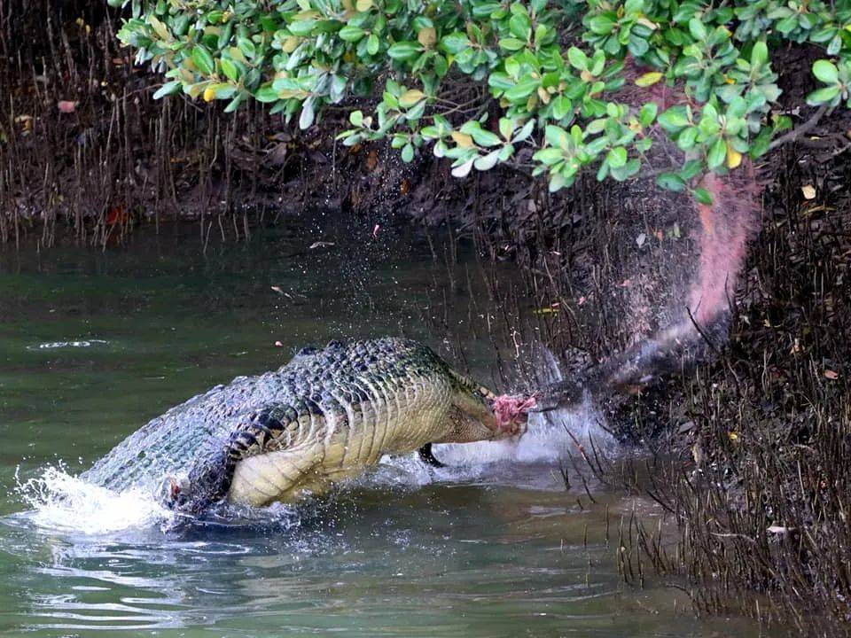 上周末！新加坡鳄鱼生吞大蜥蜴，水獭横穿乌节路