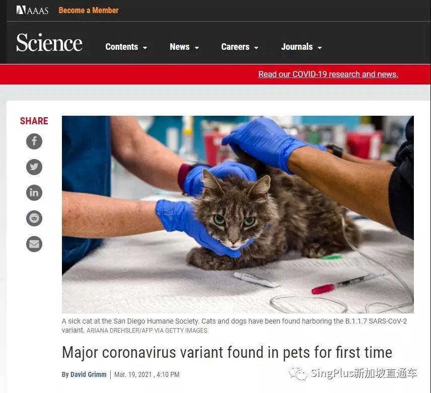 警惕！這個突變株致死率高了55%！新加坡已出現至少25例病例