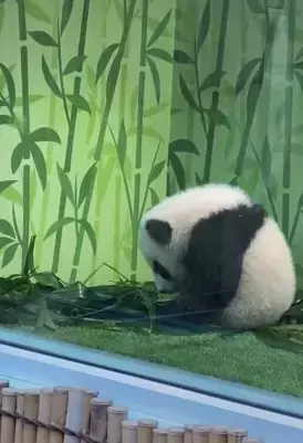 为看一眼新加坡出生的小熊猫,他们排队几小时