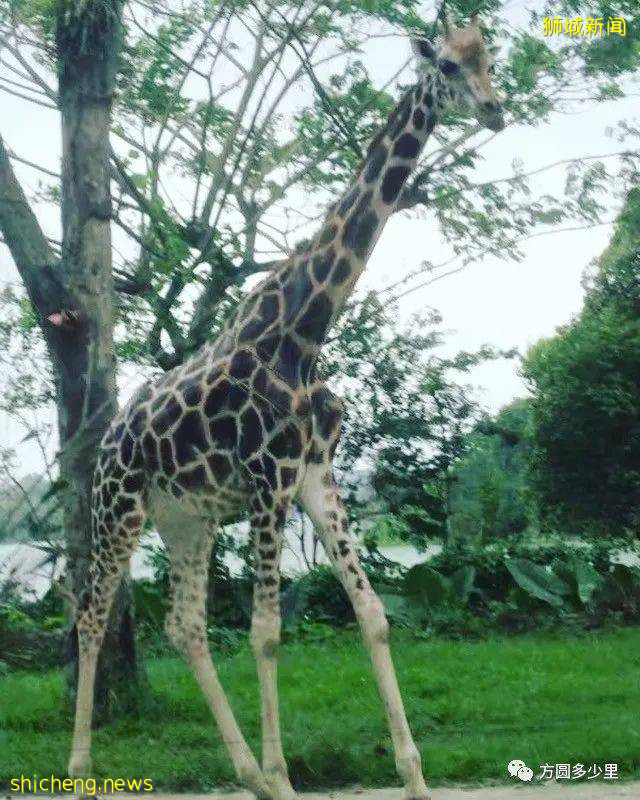 北緯1°，遇見新加坡!