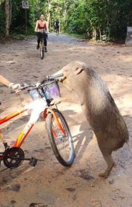 新加坡户外巧遇最滑稽野猪，绝对鬼畜