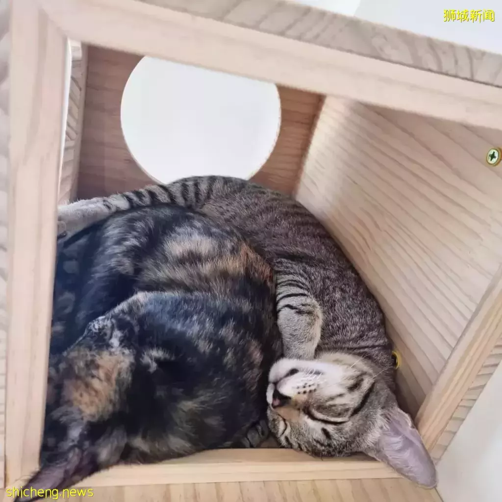 新加坡首家無籠貓咖@Cat Paradise🐈,還可以領養貓貓喔