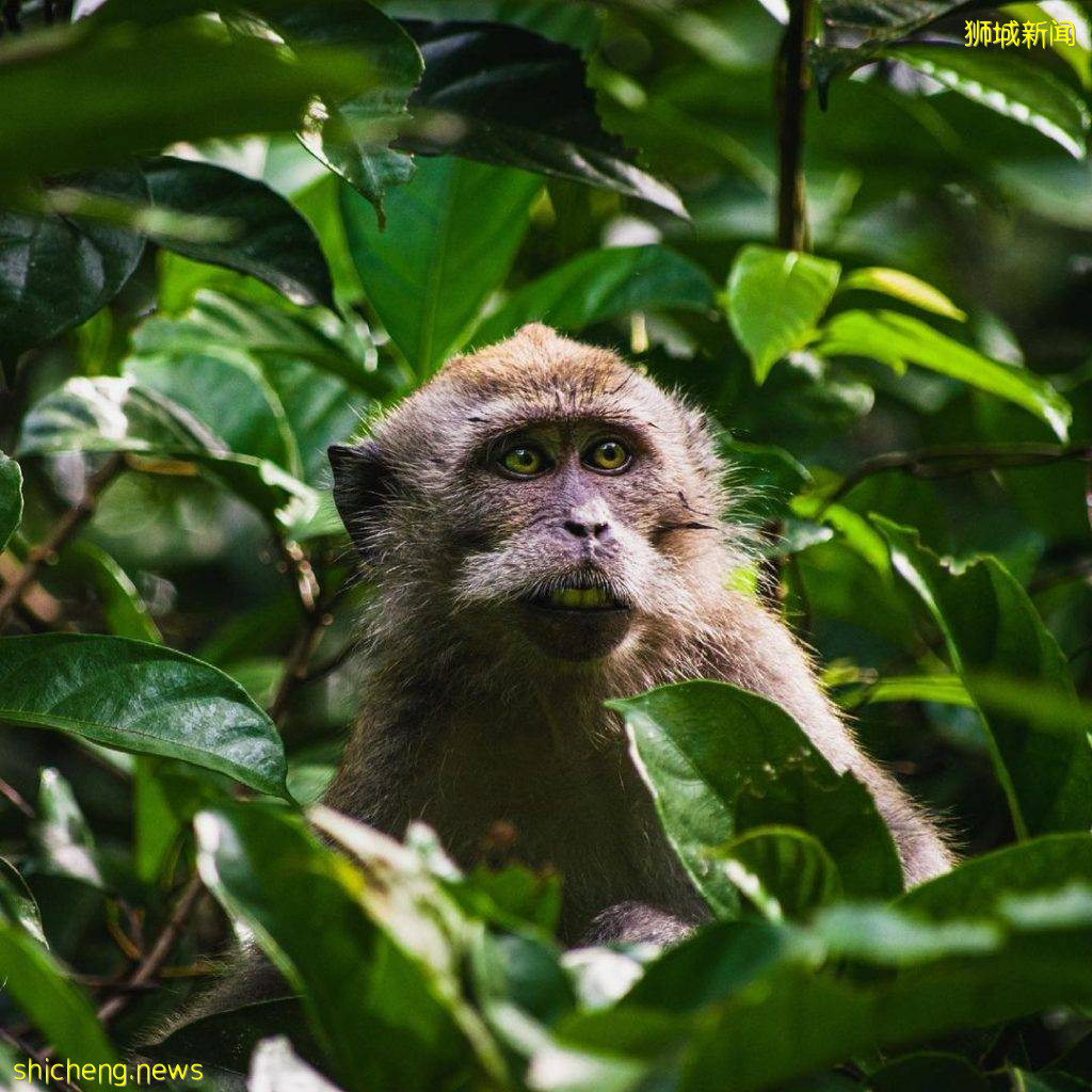 结合自然+文化遗产、汤申自然公园攻略🔎5条徒步路线、可以看到海南村旧建筑+珍稀动物🐒