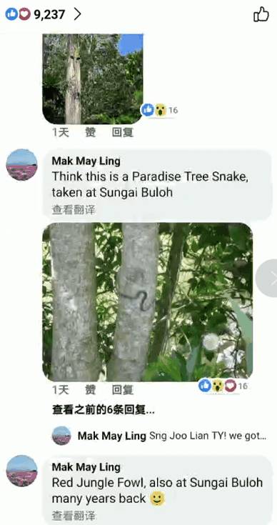 李顯龍總理發了這張小動物照片，竟引來無數人自曝