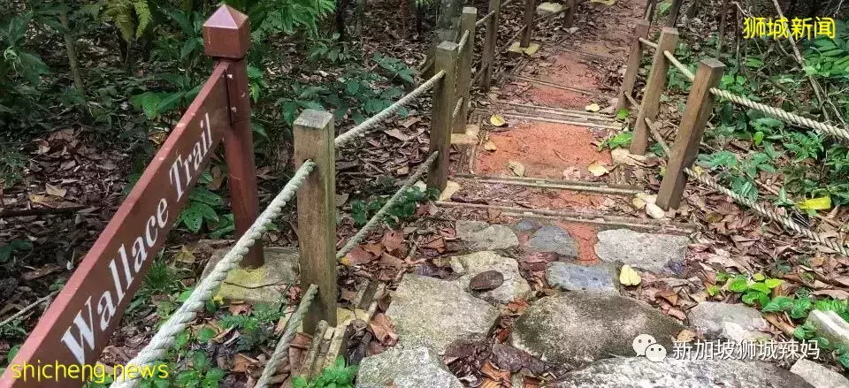 拿著鏟子、放大鏡、昆蟲觀察箱,帶娃去新加坡昆蟲森林冒險