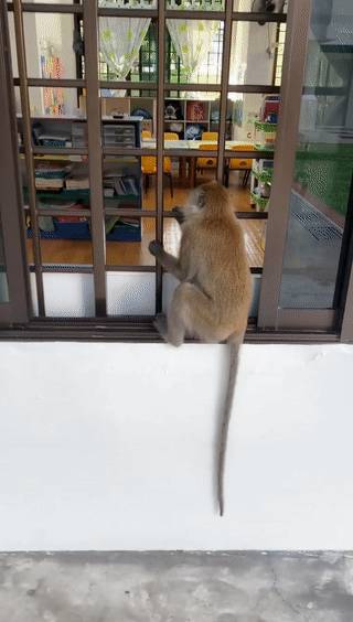 猴子“转头咧嘴对我微笑”,它想当新加坡幼儿园学生