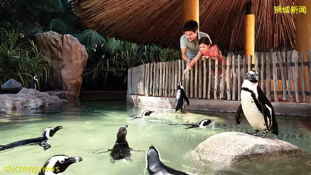 裕廊飞禽公园火烈鸟Staycation,现已开放预订!2天1夜活动超精彩,近距离与小动物互动接触🦩