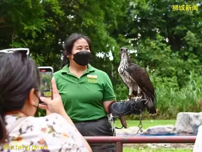 小朋友超爱！裕廊飞禽公园露营！和火烈鸟一起度过美好夜晚