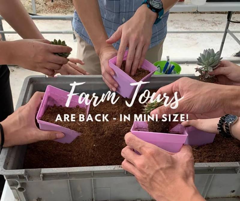 種水稻，摘蘑菇，新鮮蘆荟飲品！藏在新加坡的7大蔬菜農場我找到啦