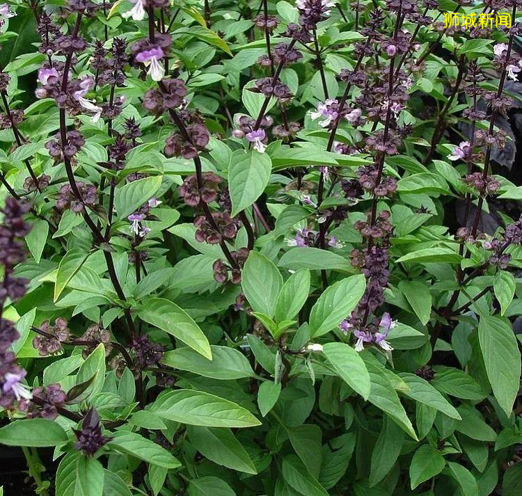 翻土、播种、浇水!新加坡最容易养活的6种小植物等娃来翻牌