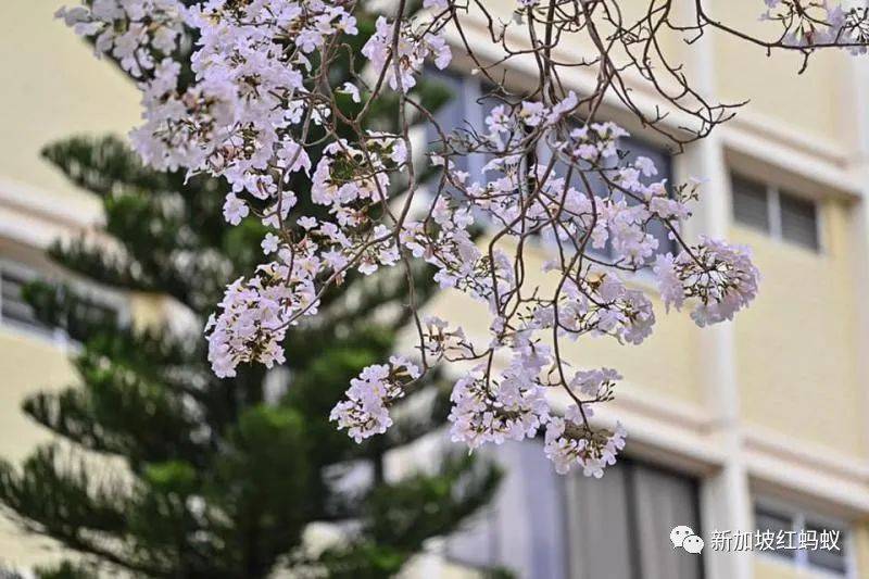 新加坡也有“櫻花”？看看當地領導們如何當起賞花向導