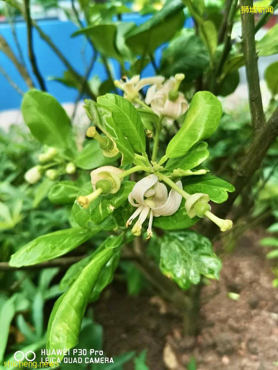 李顯龍總理打Call的超級大商城！開業就5000人擠爆，內附吃喝玩樂攻略