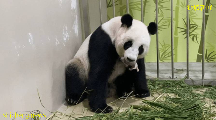 熊猫宝宝在新加坡诞下小宝贝!首只在新加坡出生的熊猫