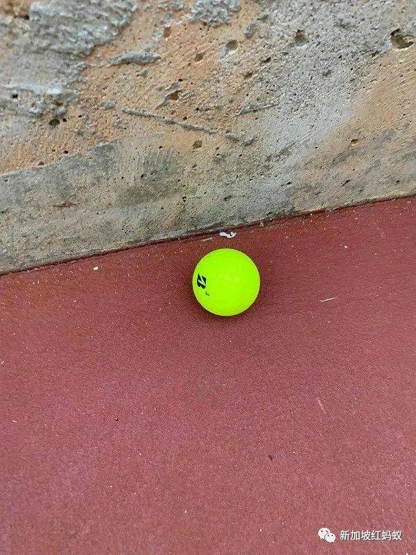 好危險! 走在樟宜機場步道,訪客遭高爾夫球擊中頭部,球自相鄰球場“從天而降”