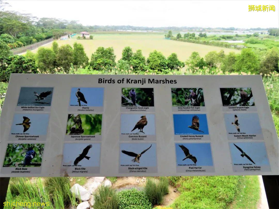 周末帶娃去徒步!10米高木塔、農場、木棧道,湖天一色好美