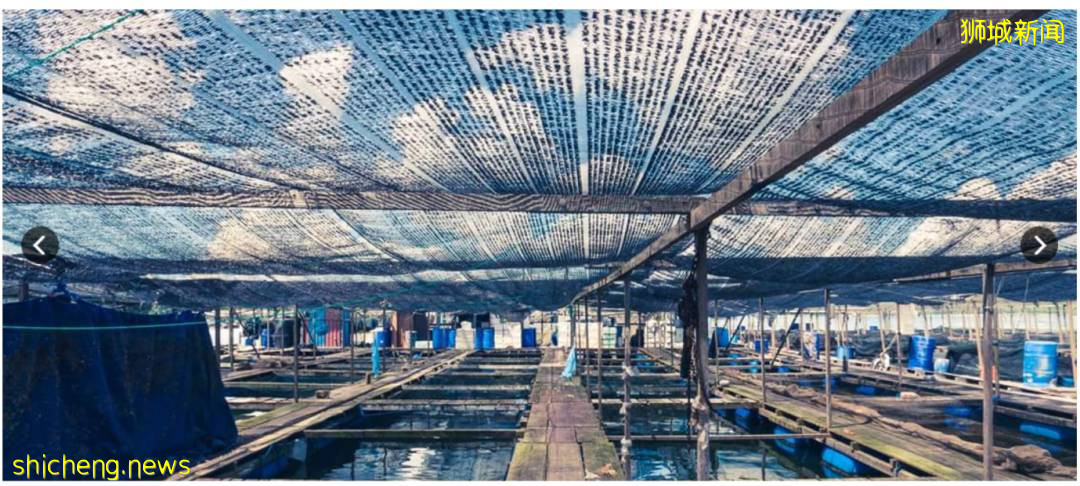 最全整理!新加坡9家订海鲜网站,甜虾、生蚝、海胆、日本扇贝