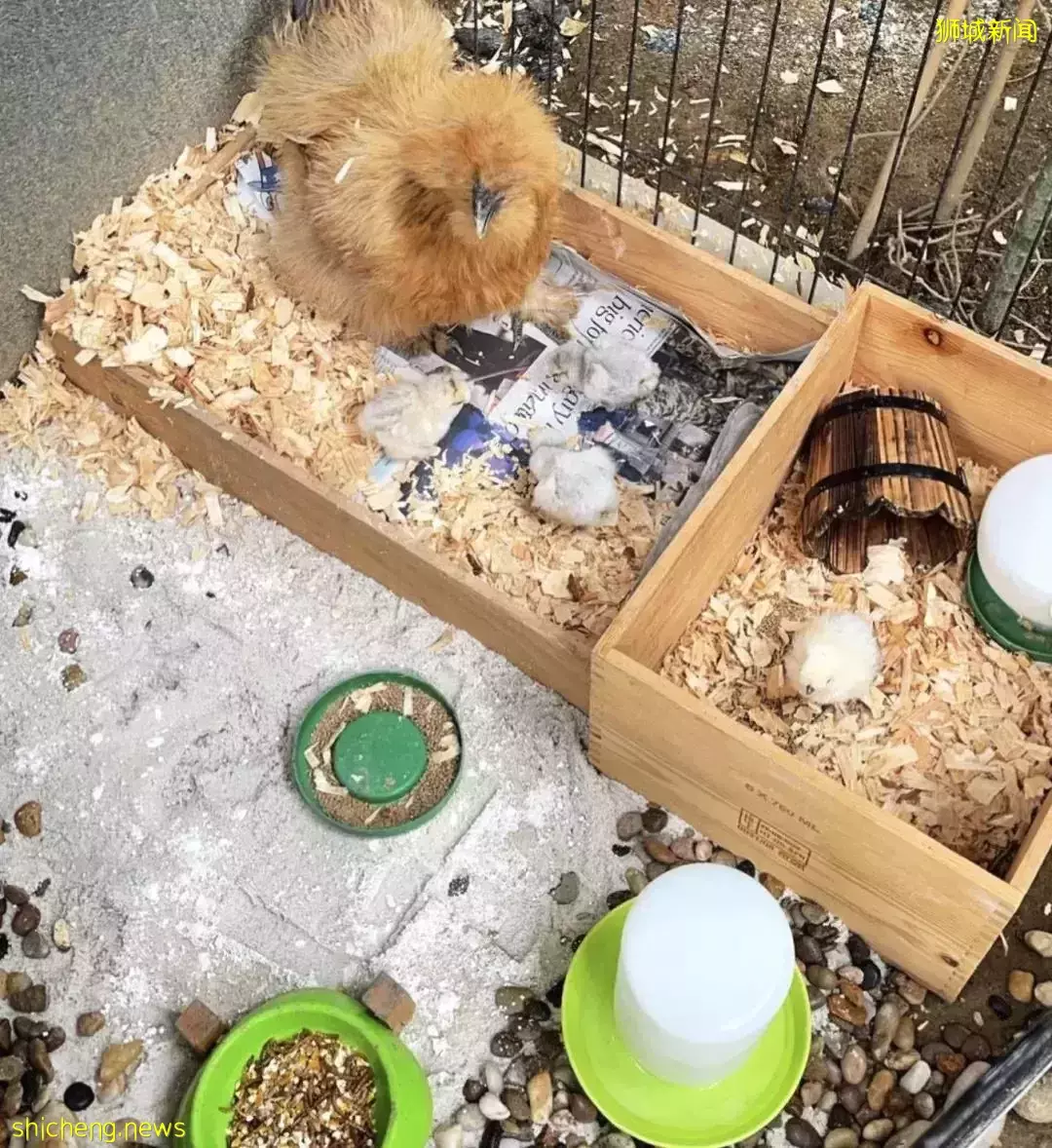 新加坡爱马仕女王“新家”曝光!私人泳池25米、鸡住海景房