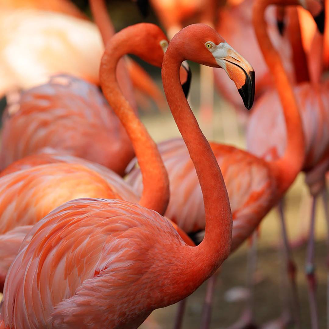 免費送票!帶倆娃嗨翻亞洲最大飛禽園,400多種5000多只鳥,一路驚喜不斷