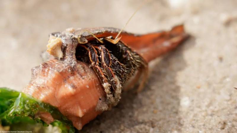 新加坡趕海全攻略!寄居蟹、花蟹、龍蝦、蛤蜊、海星、海參...我挖到寶藏啦