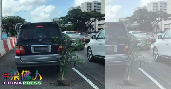 植物连根被轿车“kiap”走 司机竟浑然不知