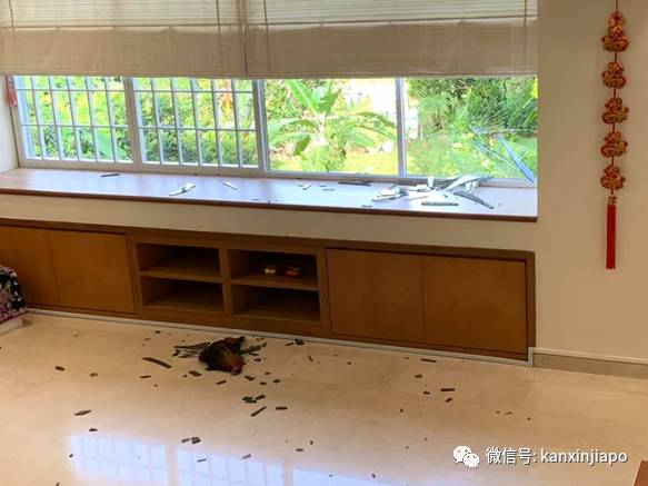 金文泰公鸡飞上3楼破窗而入,惨死居民屋内