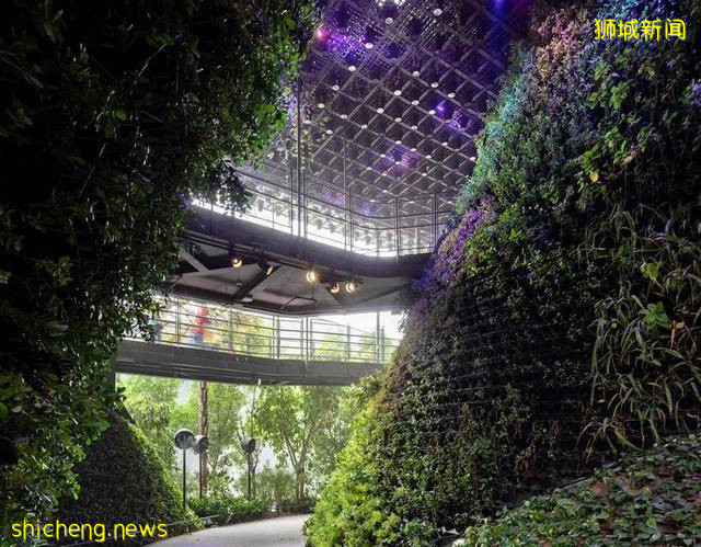 迪拜世博会新加坡展馆：自然之城，展示自然、培育、未来 