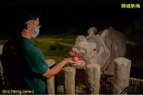 犀牛、大象、长颈鹿……在新加坡动物园都可以0距离接触啦