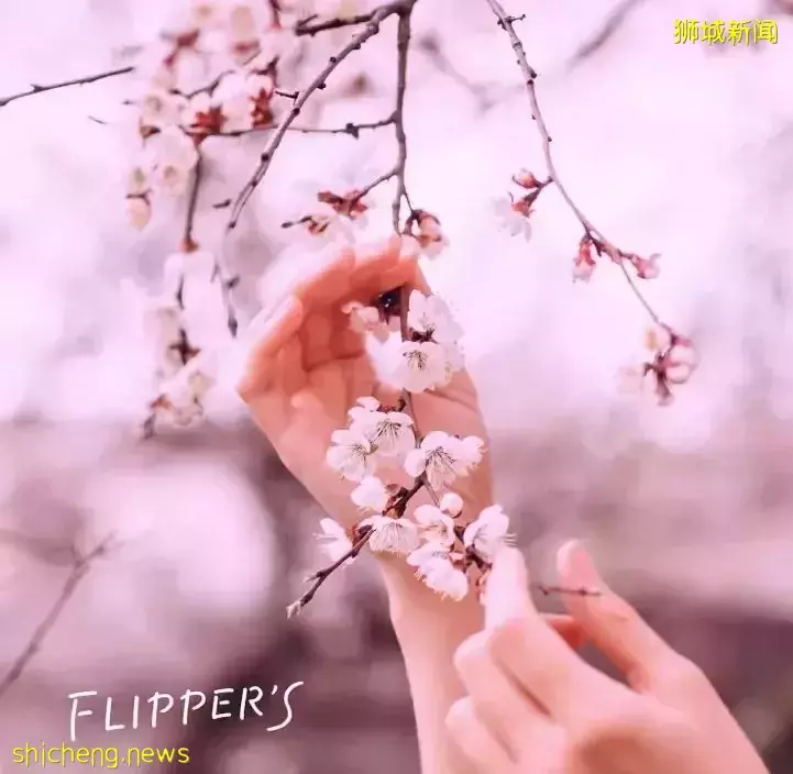 新加坡超人气樱花主题餐厅!限定舒芙蕾、樱花抹茶拿铁,超高颜值