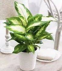 在新加坡哪裏買綠植最合適？走起來