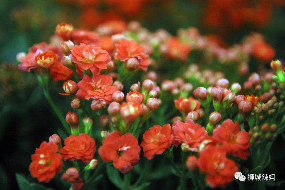 新加坡最大最好逛的花市,1000+花卉,新年必入好运连连