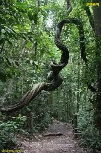 周末不懂要去哪?去新加坡TOP 3自然風光吧