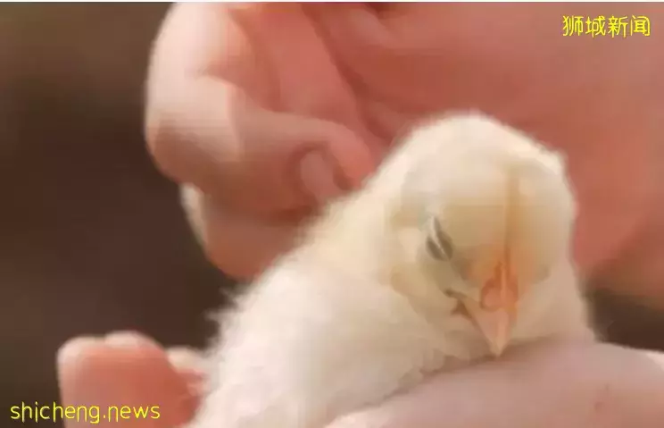 新加坡“搶雞潮”何時休？滿山是雞的印尼表示：愛莫能助