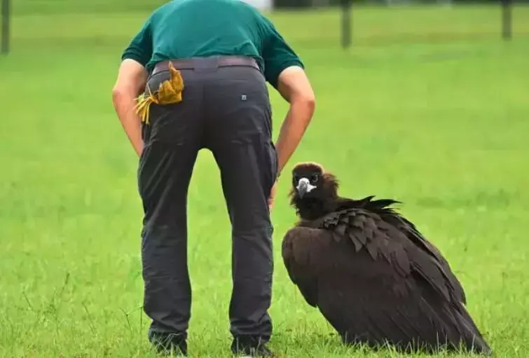 落难大雕在新加坡好吃好喝好招待,结果“出门”飞不动啦