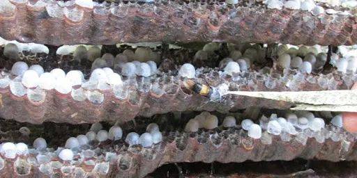 屋前玩耍虎頭蜂襲擊 8歲女童慘遭蟄死!