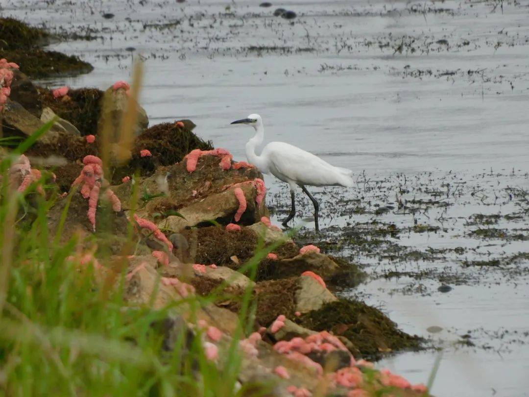 惊!新加坡蓄水池旁出现大量粉色生物……慎点