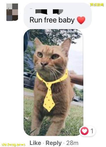 新加坡的这只蟒蛇,活生生吞了一只网红猫