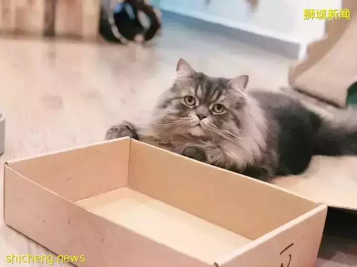 吸猫撸狗不是梦，5家新加坡宠物咖萌到犯规