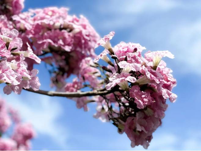刷屏啦！新加坡秒變花花世界，美到窒息